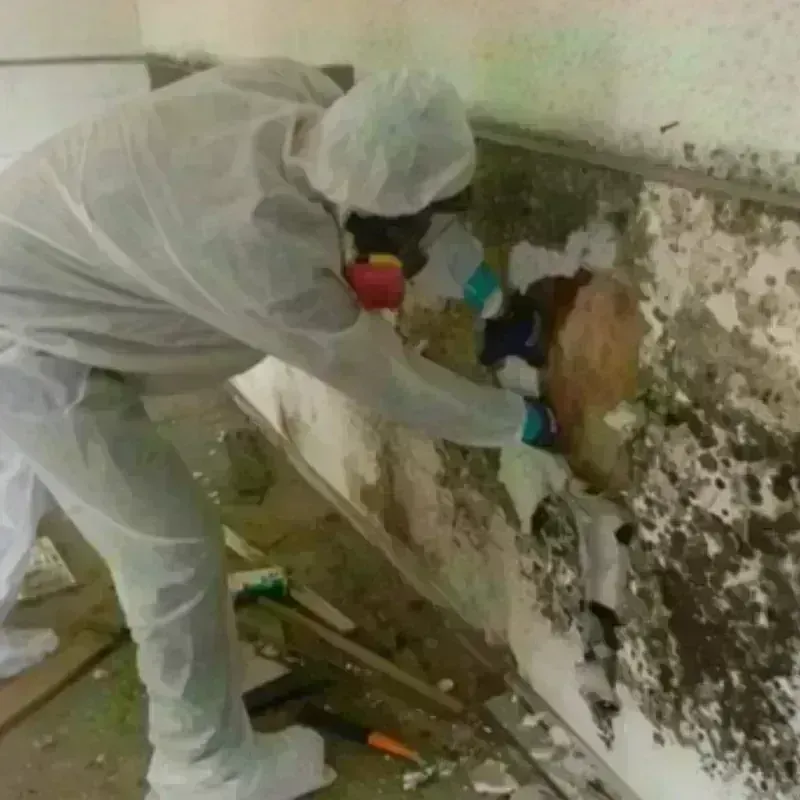 Mold Remediation and Removal in Pratt, KS